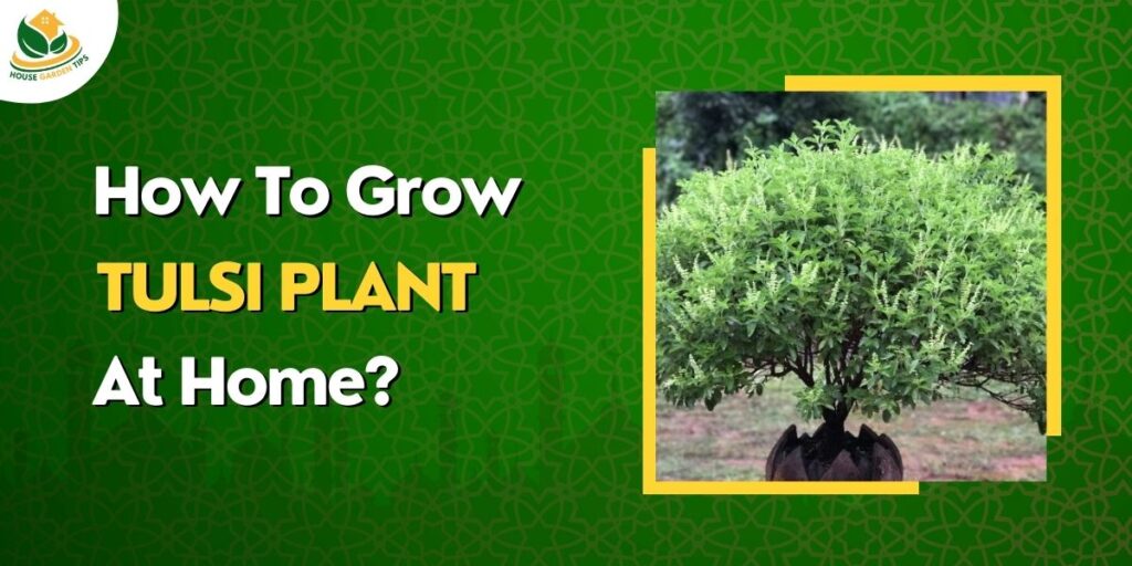How to grow tulsi plant at home