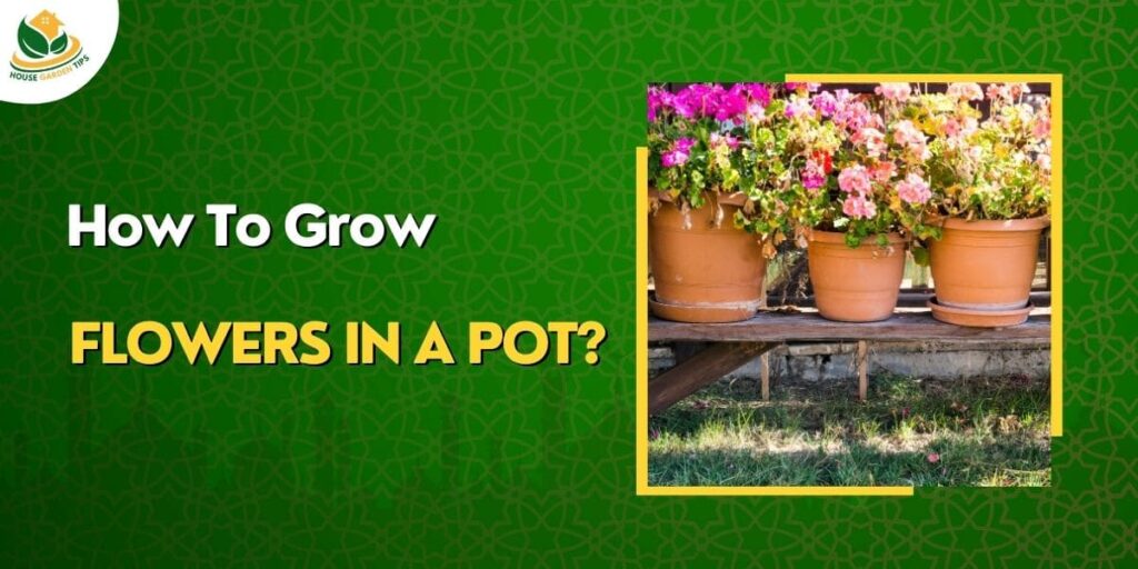 12 Easy steps for plant flowers in a pot ,grow flowers in a pot step by step guide
