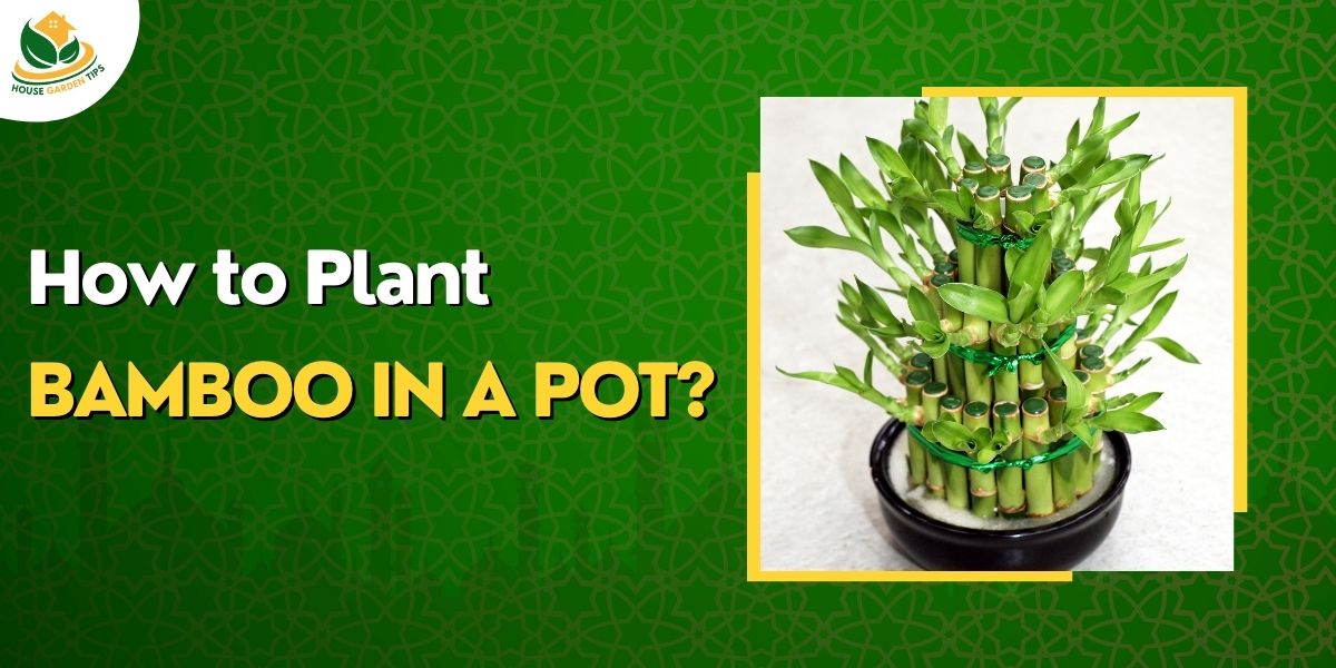 How to Plant Bamboo in a Pot?