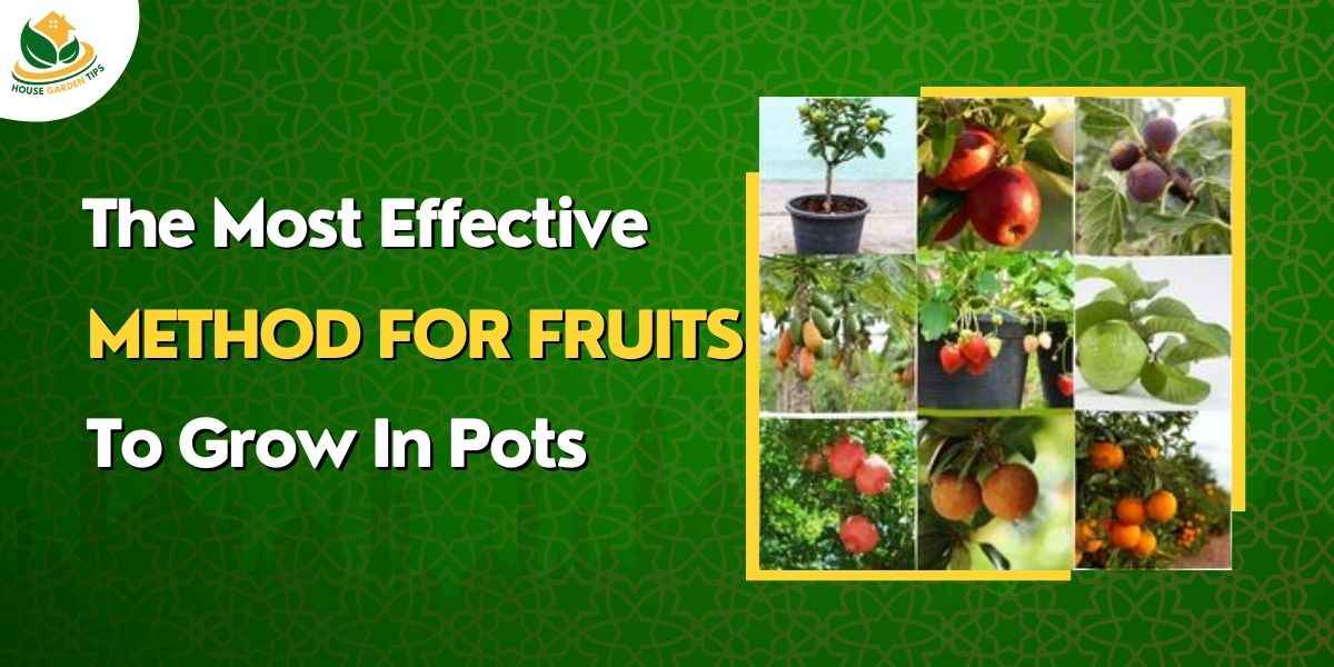 The Most Effective Method for Fruits to Grow in Pots