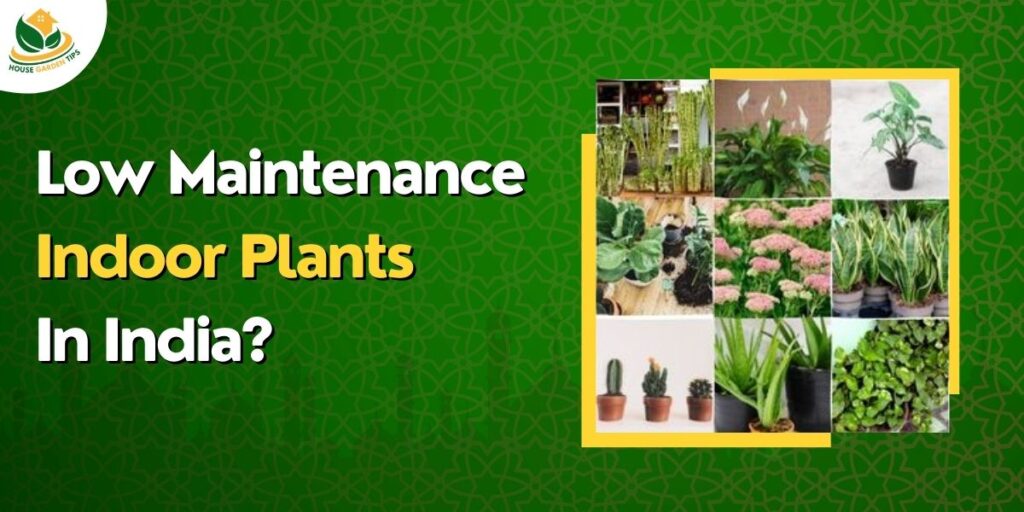 Best 11 Low Maintenance Indoor Plants in India