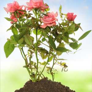 Soil Preparation Method for Rose