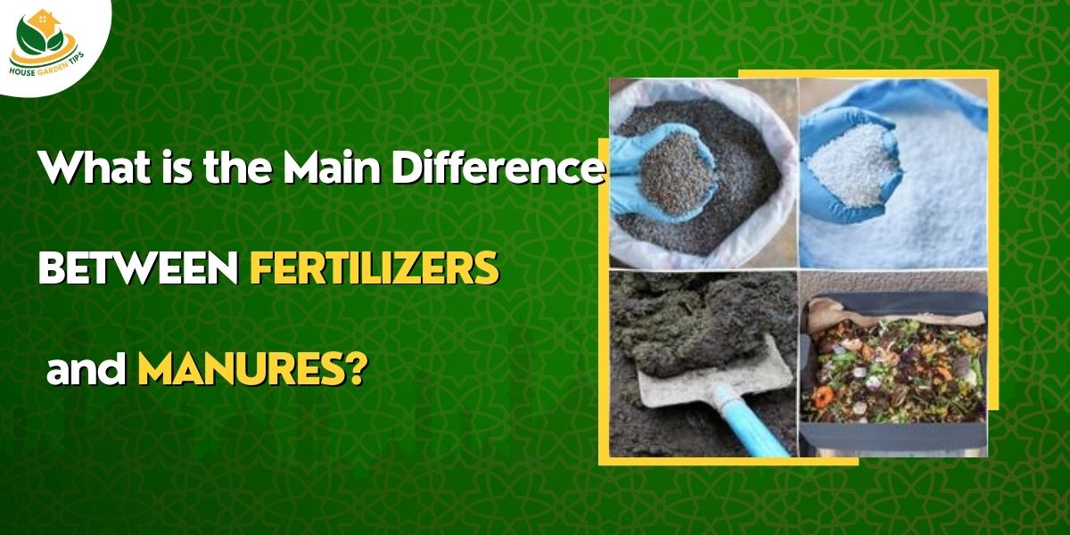 What is the Main Difference Between Fertilizers and Manures?