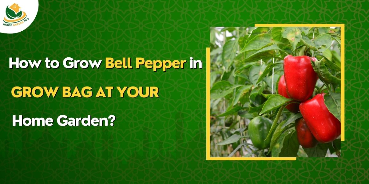 How to Grow Bell Pepper in Grow Bag at your Home Garden?