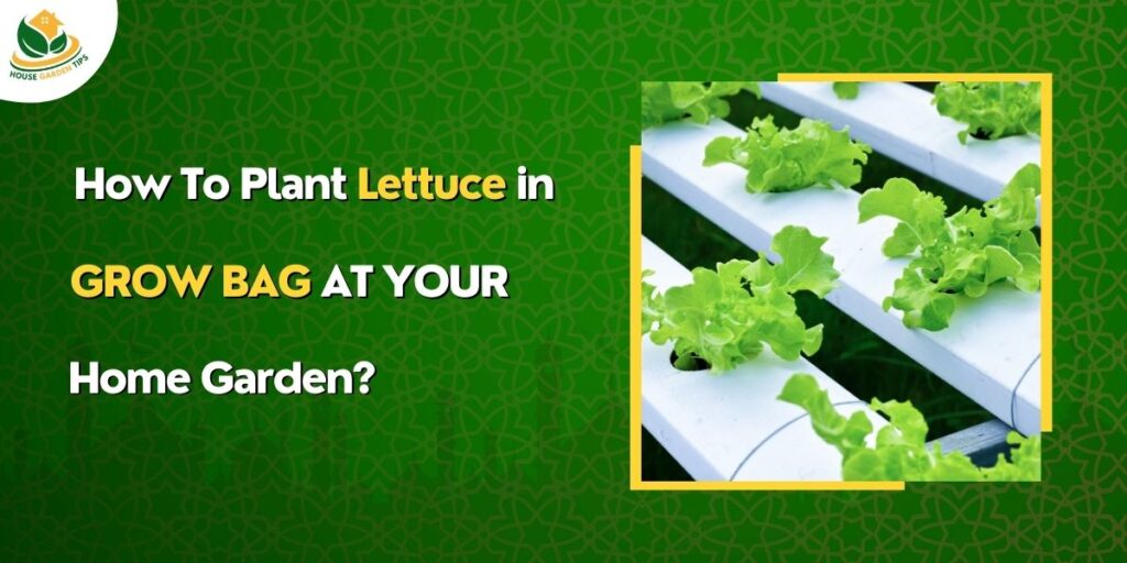 What is the best way to Grow Lettuce in the home garden