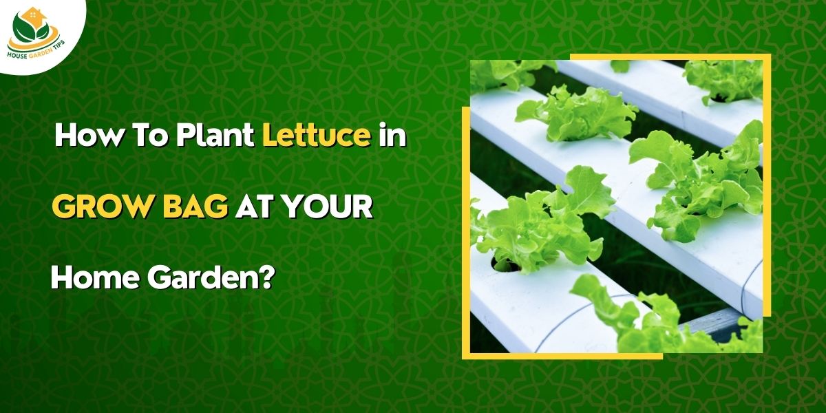 How to Grow Lettuce in Grow Bags at Your Home Garden?