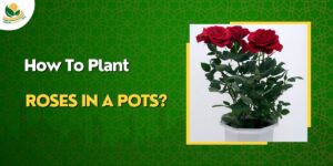 How to Grow Roses in Containers - easy methods