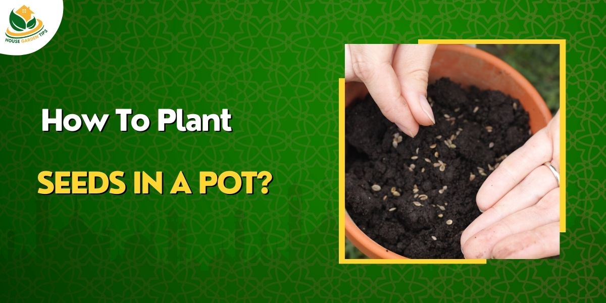 How to Plant Seeds in a Pot - 8 easy steps