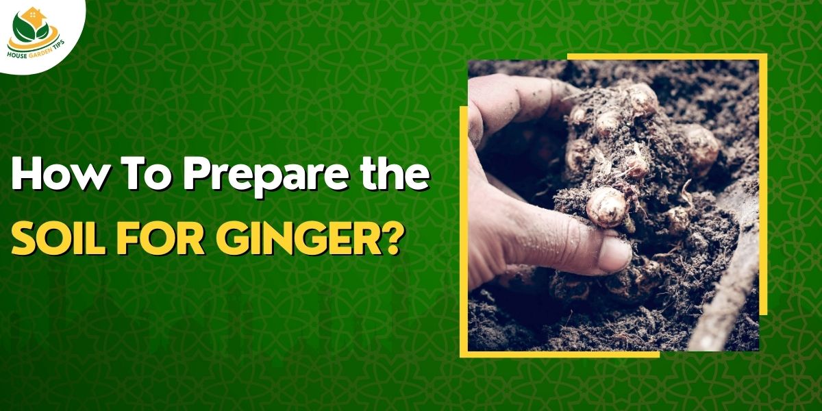 How to Grow Ginger - Soil preparation for Ginger Plants