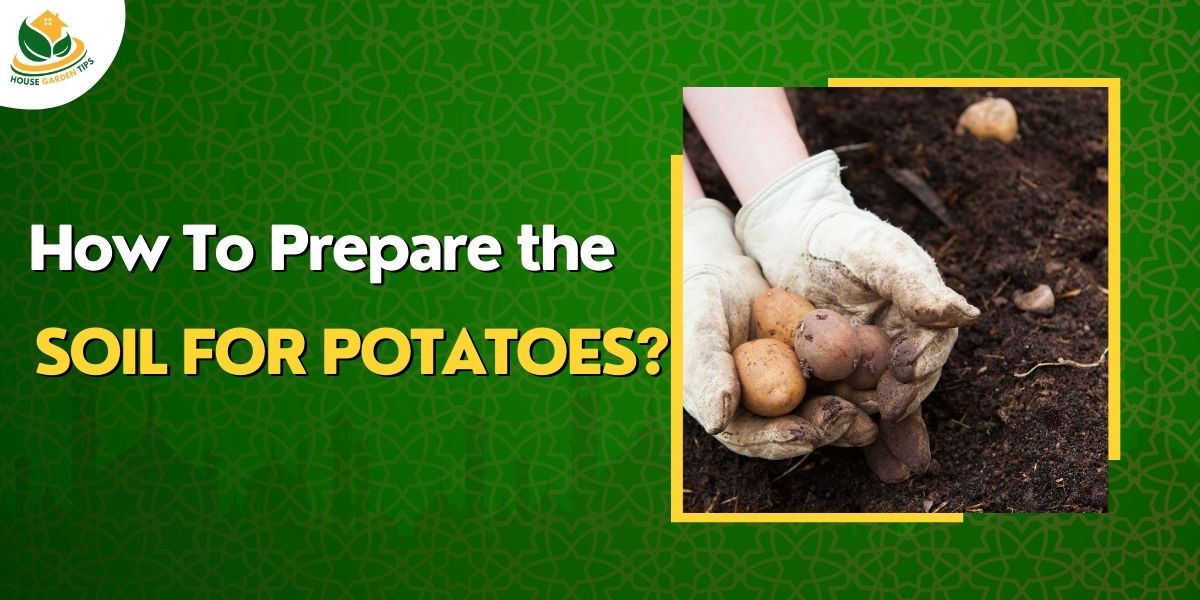 What are the steps to soil preparation for Potatoes