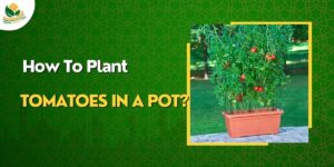 How to Plant Tomatoes in Pot - 10 Easy steps