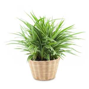 SPIDER PLANT for bedroom