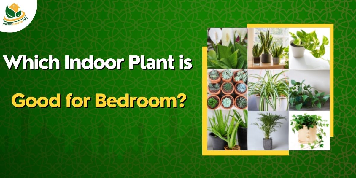 Which Indoor Plant is Good for Bedroom?