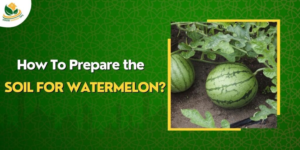 Soil requirements and Groundwork for Watermelon Cultivation