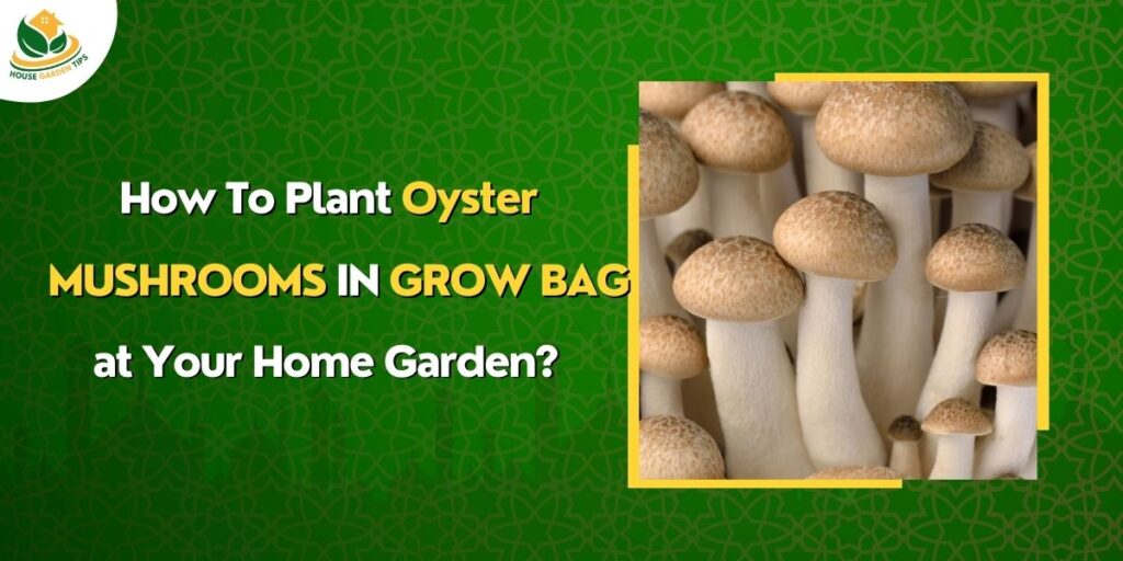 what is the best ways to grow oyster mushrooms in grow bag at home garden