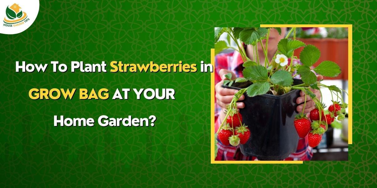 Cal i Grow strawberries in Grow bag at Home
