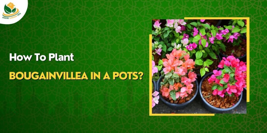 How to Grow and Care Bougainvillea in Pots
