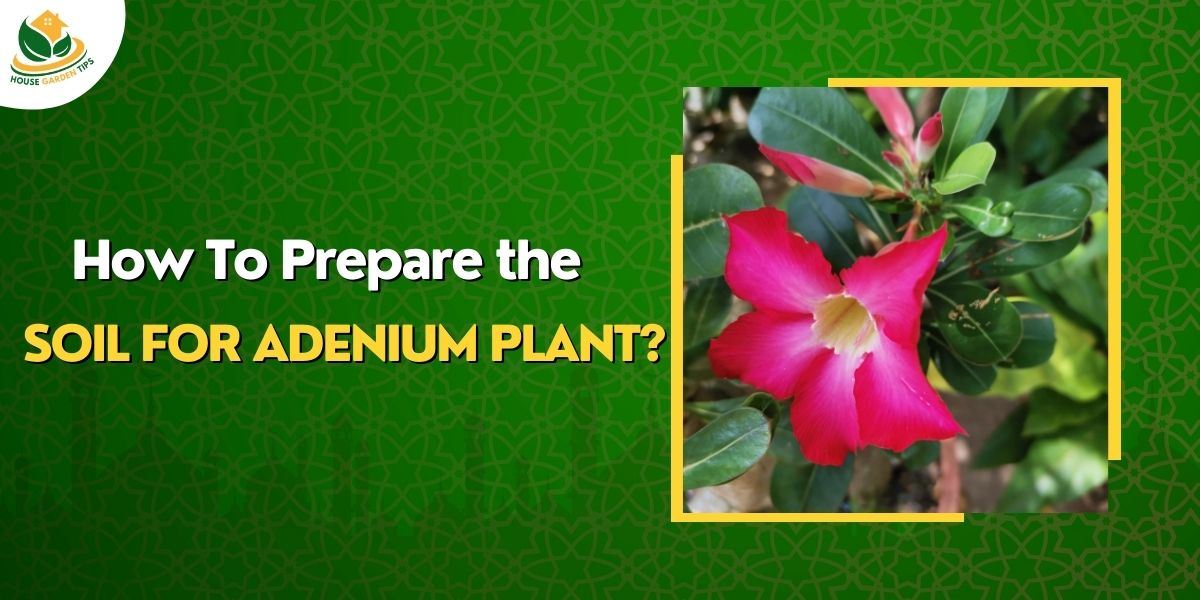 How to Prepare the Soil for Adenium Plant?