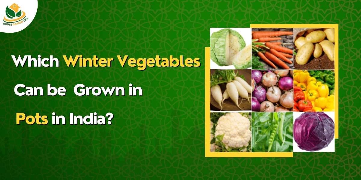8 Best Winter Vegetables can be Grown in Pots in India