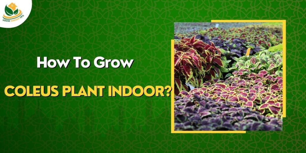 How to Plant Coleus Plant in indoor and Outdoor